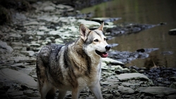 wolfhound-6850000_640
