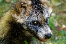 raccoon-dog-871609_640